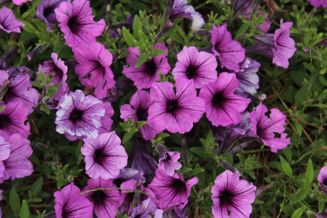 Supertunia Bordeauxjpg